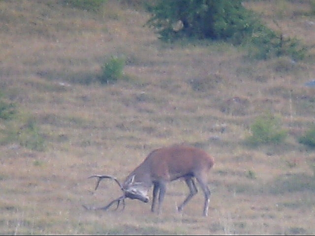 PASSIONE PER IL CERVO